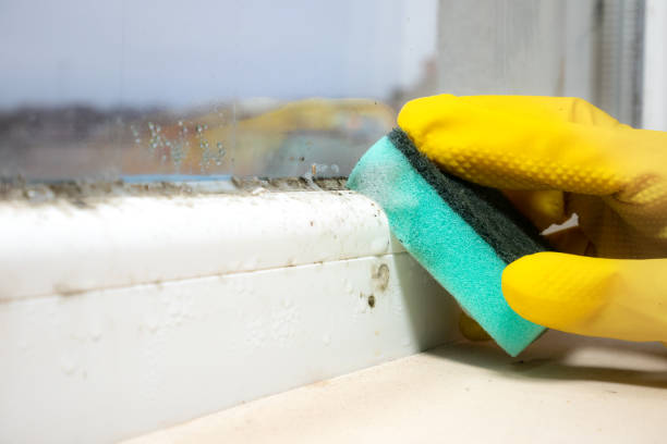 Why You Should Choose Our Mold Remediation Services in Eddyville, IA